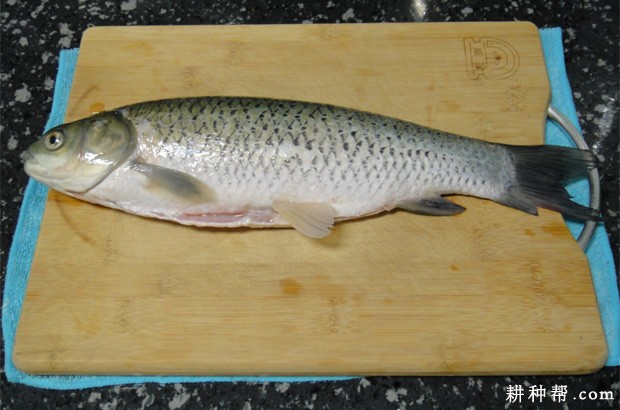 洋葱不能和什么一起吃? 洋葱不能和什么一起吃?