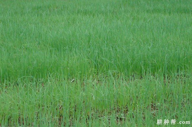 洋葱如何播种育苗？