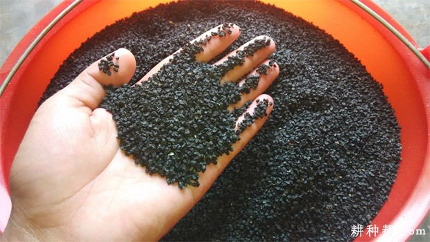 洋葱如何播种育苗？