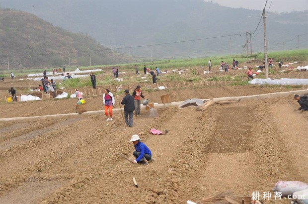 洋葱如何播种育苗？