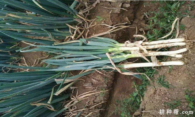 大葱什么时候可以收获? 大葱什么时候可以收获?