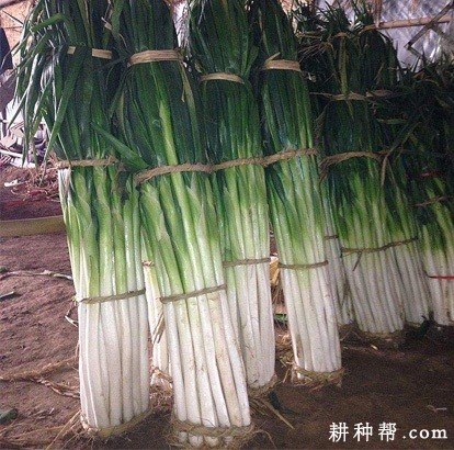 大葱什么时候可以收获? 大葱什么时候可以收获?