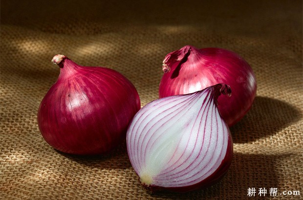 洋葱含有哪些营养成分? 洋葱含有哪些营养成分?
