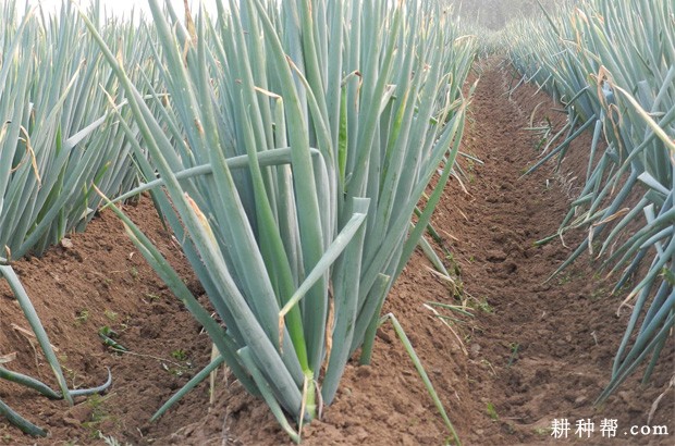 种植大葱如何培土？