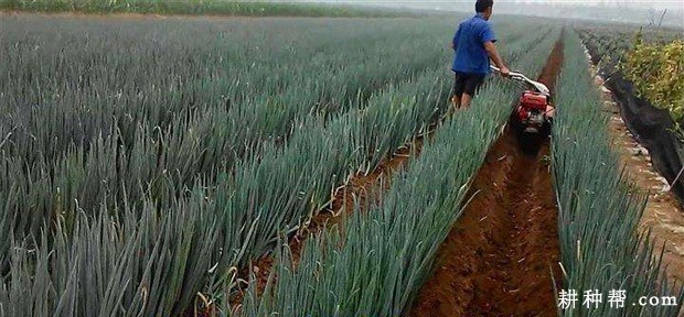 种植大葱如何培土？