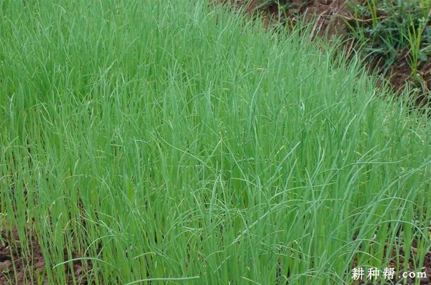 洋葱的种植的时间是什么时候？