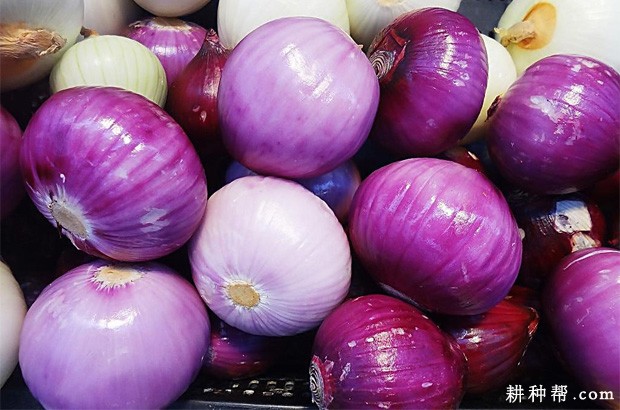 吃洋葱有什么好处? 吃洋葱有什么好处?