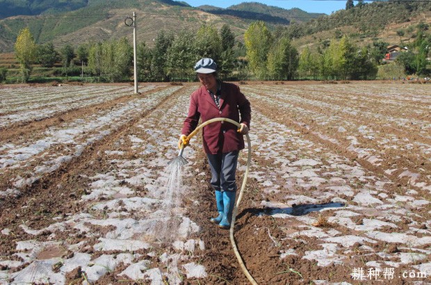 种植洋葱如何浇水? 种植洋葱如何浇水?
