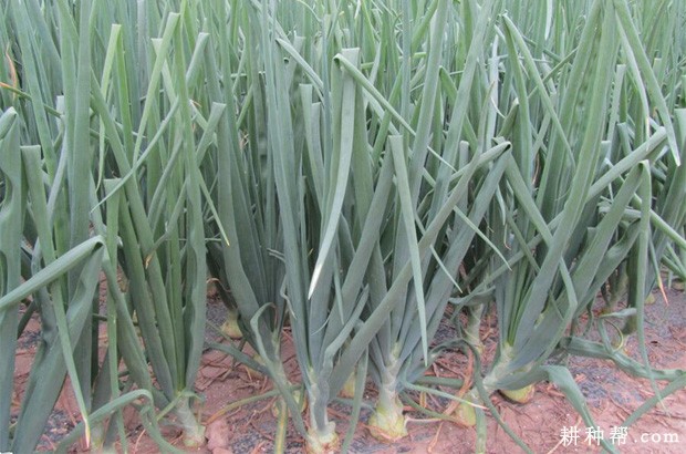 洋葱生长对环境有什么要求？