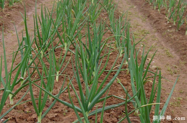 洋葱生长对环境有什么要求？