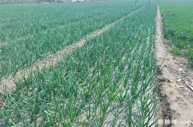 洋葱生长对环境有什么要求？