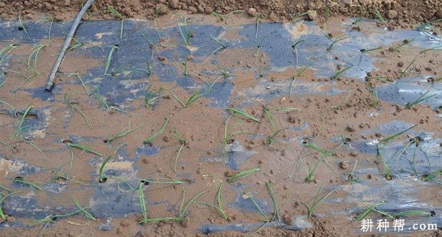 洋葱生长对环境有什么要求？