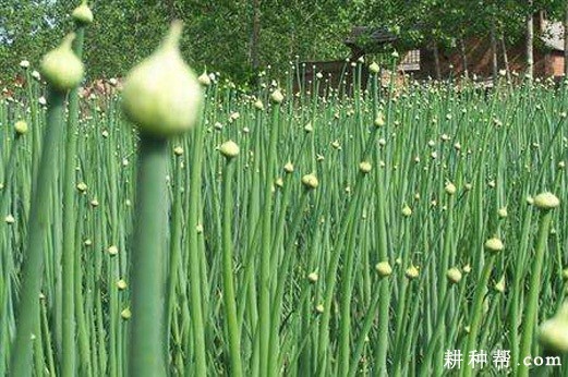 如何预防洋葱先期抽薹？