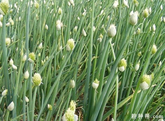 如何预防洋葱先期抽薹？