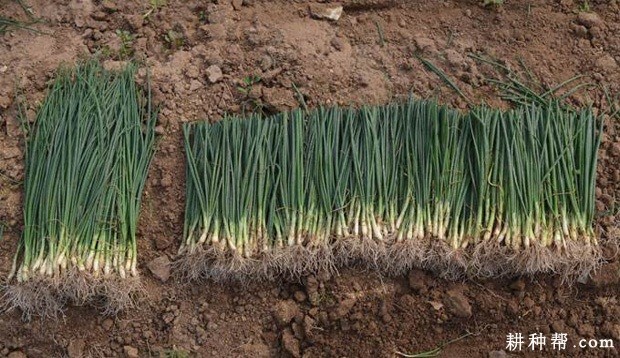 洋葱苗定植方法是怎么样? 洋葱苗定植方法是怎么样?