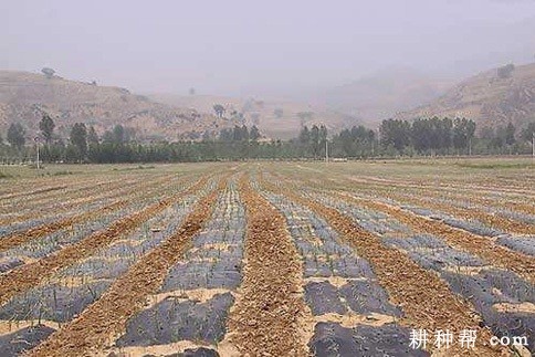 洋葱苗定植方法是怎么样? 洋葱苗定植方法是怎么样?