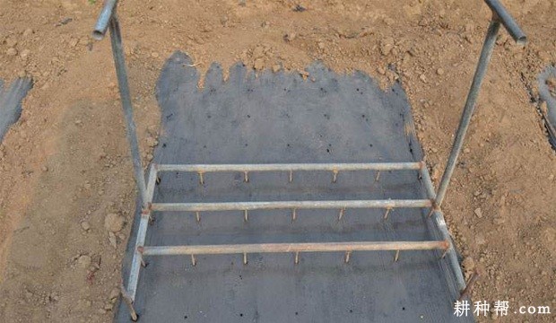 洋葱苗定植方法是怎么样? 洋葱苗定植方法是怎么样?