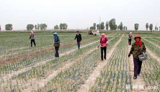 种植洋葱如何追肥？