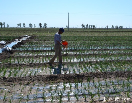 种植洋葱如何追肥？