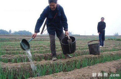 种植大葱什么时候追肥好？