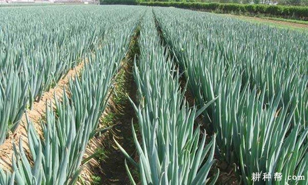 种植洋葱可以用哪些肥料? 种植洋葱可以用哪些肥料?