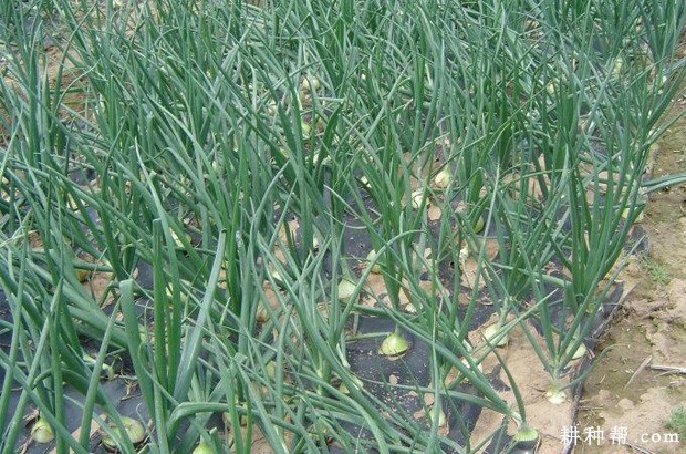 种植洋葱可以用哪些肥料? 种植洋葱可以用哪些肥料?