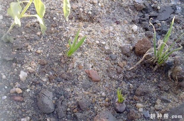 洋葱的生长周期是多少天? 洋葱的生长周期是多少天?