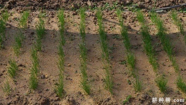 洋葱的生长周期是多少天? 洋葱的生长周期是多少天?