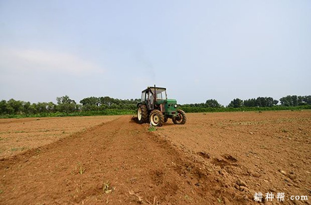 洋葱定植前如何整地? 洋葱定植前如何整地?