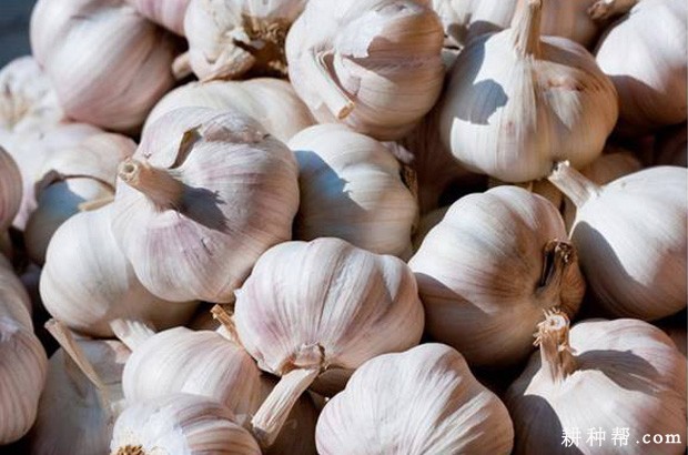 大蒜有什么传说? 大蒜有什么传说?