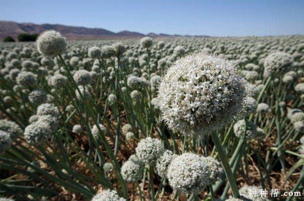 洋葱的花和果实有什么特点? 洋葱的花和果实有什么特点?