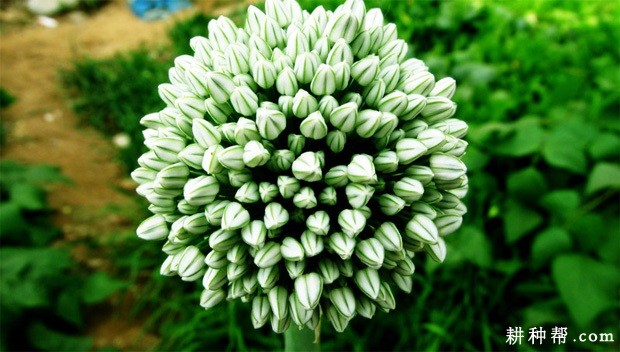 洋葱的花和果实有什么特点? 洋葱的花和果实有什么特点?