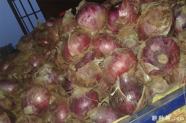 洋葱的贮藏方法有几种？