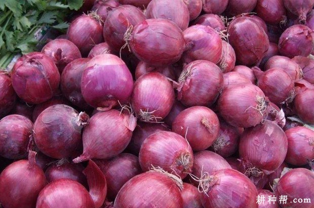 洋葱的贮藏方法有几种？