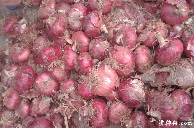 洋葱的贮藏方法有几种？