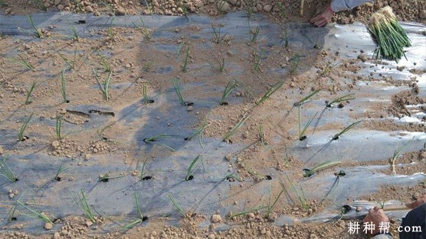 一亩地种多少棵洋葱苗? 一亩地种多少棵洋葱苗?