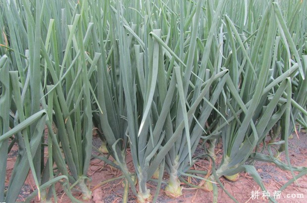 洋葱的叶有什么特点？