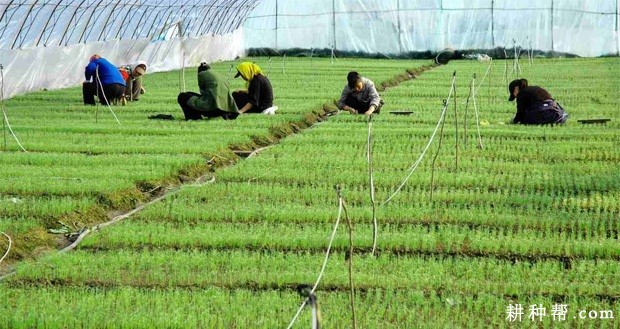 洋葱苗如何越冬? 洋葱苗如何越冬?