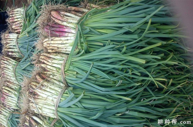 洋葱苗如何越冬? 洋葱苗如何越冬?