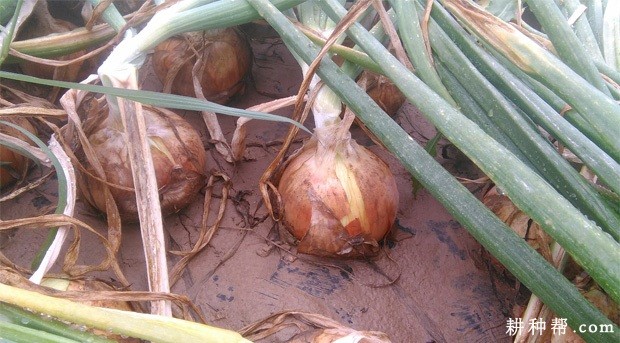 洋葱什么时候收获？