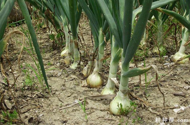 洋葱的茎有什么特点? 洋葱的茎有什么特点?