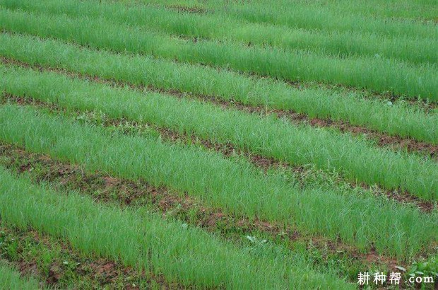 洋葱苗期如何管理? 洋葱苗期如何管理?