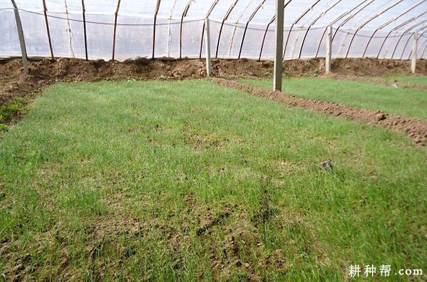 洋葱苗期如何管理? 洋葱苗期如何管理?