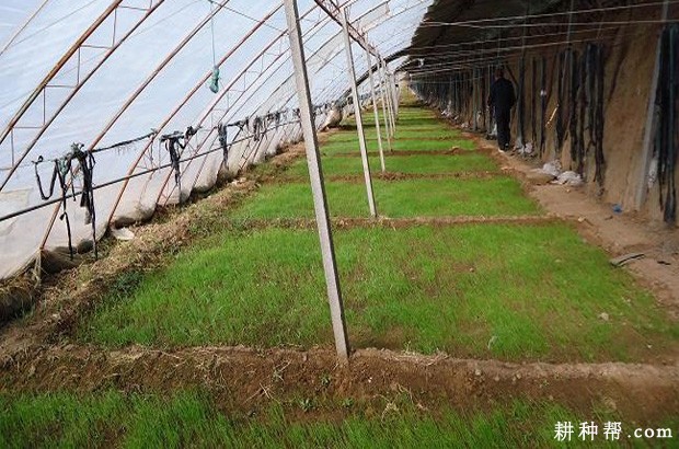 洋葱苗期如何管理? 洋葱苗期如何管理?