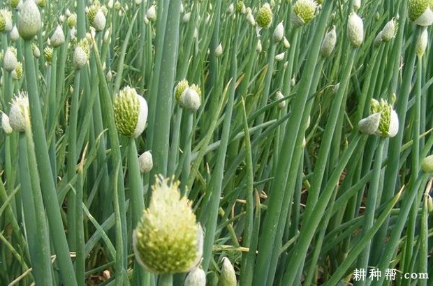 怎么样防止洋葱抽薹? 怎么样防止洋葱抽薹?