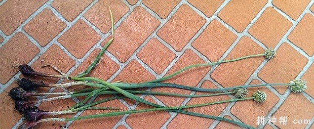 怎么样防止洋葱抽薹? 怎么样防止洋葱抽薹?