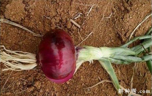 洋葱的根系有什么特点？