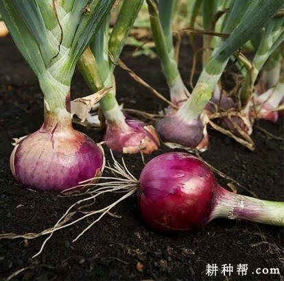 洋葱的根系有什么特点？