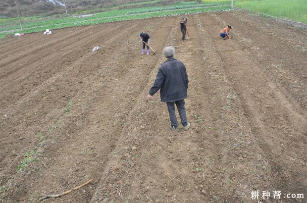 种植洋葱可以使用哪些除草剂？