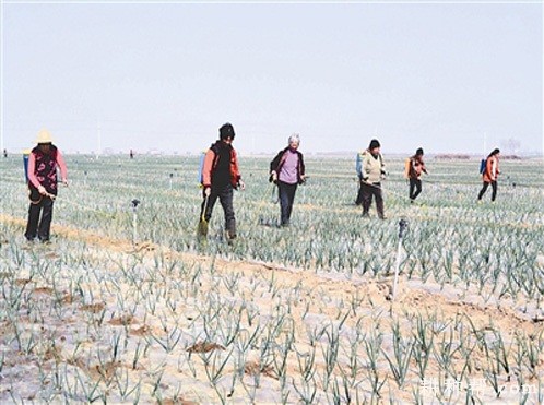 种植洋葱可以使用哪些除草剂？